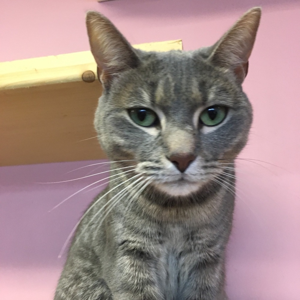 Meet your Posher, Laurie